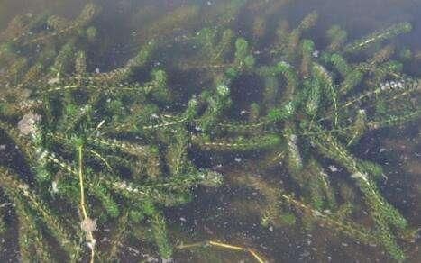 养殖龙虾的池塘种什么水草植物好?