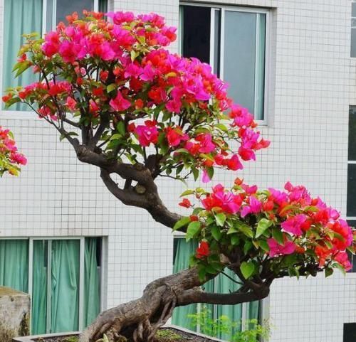 #三角梅#三角梅花色绚丽，花期长，易栽培，栽种三角梅要注意什么？