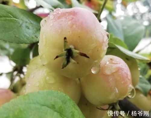  『果子』1种果树，结出的果子像“小苹果”，颜色奇特，小时候会去摘！