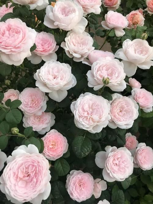  「图片作者」这6种花就是开花机器，养1盆能开200天，让你有花看