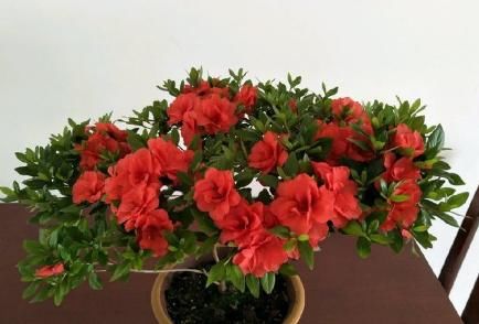  养花■新手养花，不如养盆花中精品“红衣绿裳”，花开艳丽，开花爆盆