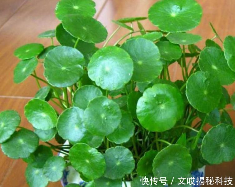  「旺宅」家养“4种花”，招财、旺宅好兆头，财源滚滚来，还很好养！
