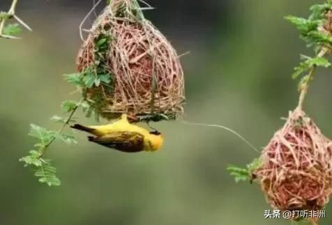 百年鸟巢惊现非洲,重达1吨,竟是悬挂于树上