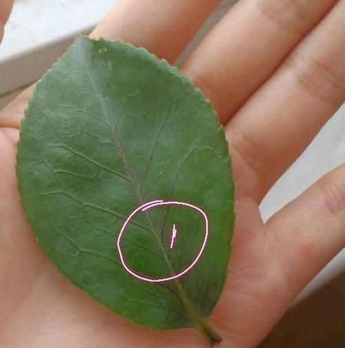  『叶脉』茶花盆栽的叶脉发黄就是缺素吗？不是的，4种原因容易被忽略
