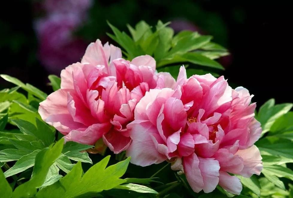  「今生」12种名花，如12位良师益友，与之相伴今生足矣！