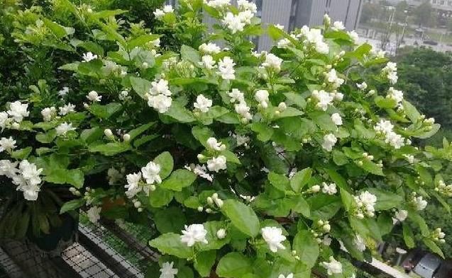  #充足#春天养这6种花，晒晒太阳就疯长，开起花来刹不住闸