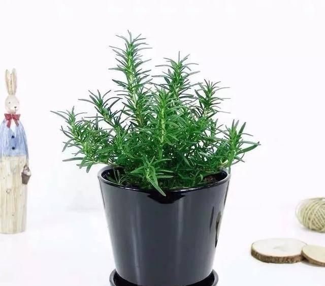  『适宜的生长』卫生间有异味？养几盆“香味植物”，除味效果棒，好看又好养
