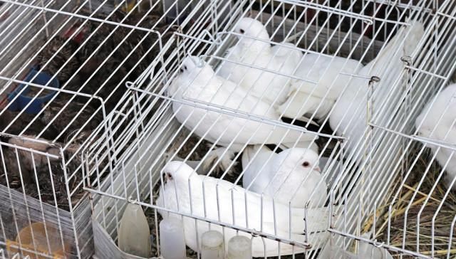  「解封」道路解封，养殖产业复工，养殖业真的得救了吗？