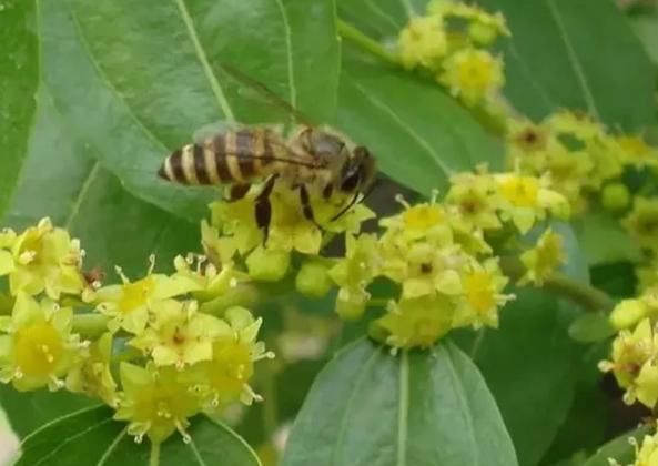  『植物』看到这些花，别说不认识，它们的果子你一定吃过！