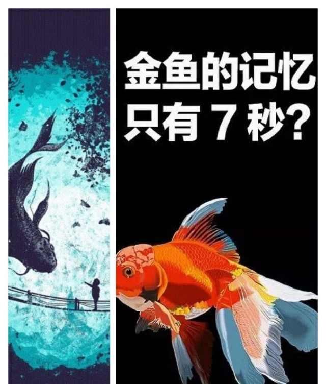  「后代」鱼类并不是只存在7秒的记忆，可能超过三个月，甚至遗传给后代