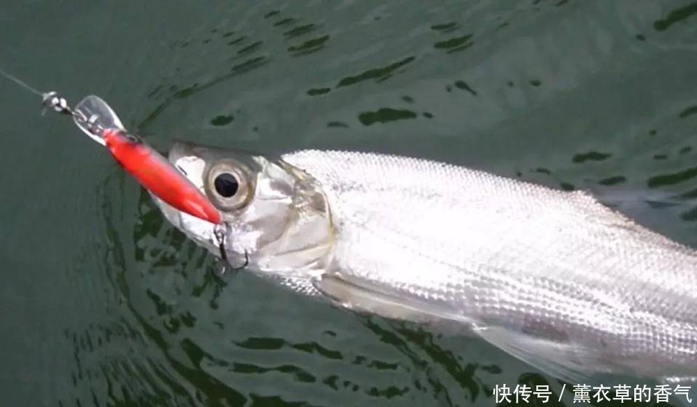  「出水」曾是河里的祸害，脾气暴躁出水就死，如今百元一斤成为极品美味