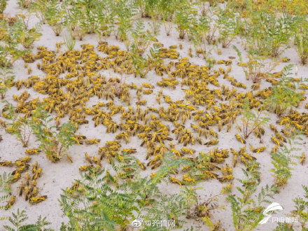  【援助】为何能够援助“巴铁”灭蝗？山东硬核“技术”有这些