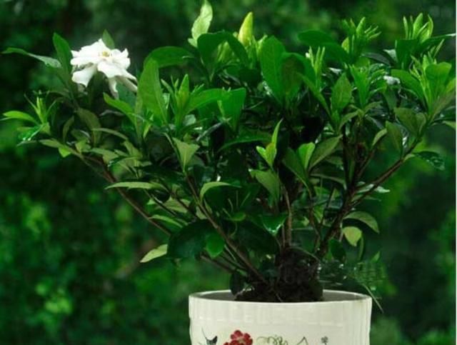  很浓■小叶栀子花四季开花，香味很浓！小叶栀子怎么养？