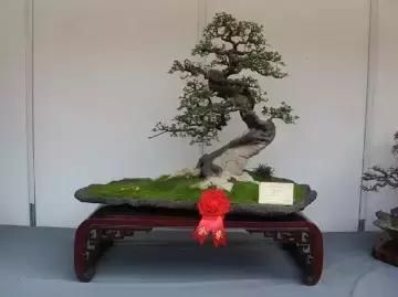 盆景展 ,美美美 !