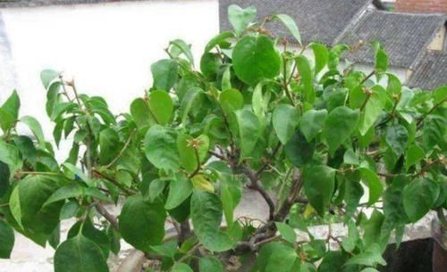 「养护的时」三角梅不开花怕啥,这样虐待一番,立马就盛放成大花球!