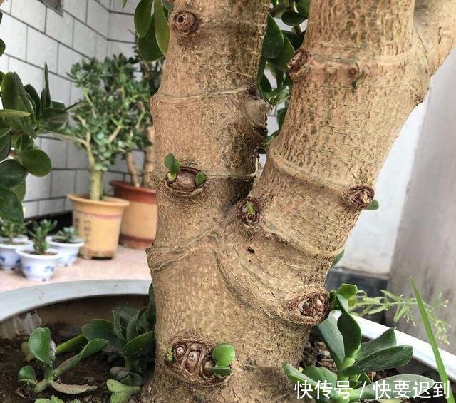 『开春以后』早早把玉树“剃成”光杆子,新芽嗖嗖冒,1年变老桩!