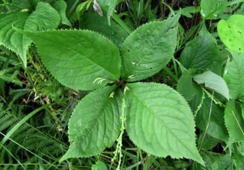  药用价值■农民叫它“四片瓦”，药用价值高作用广，遇见别当杂