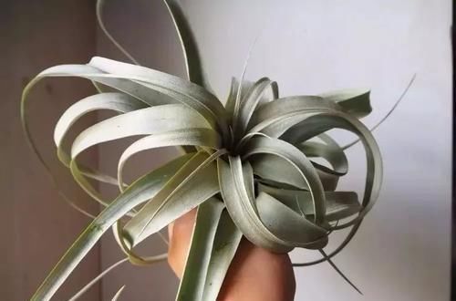  「室内」植株小巧又耐阴的6种植物，适合养在室内桌面上
