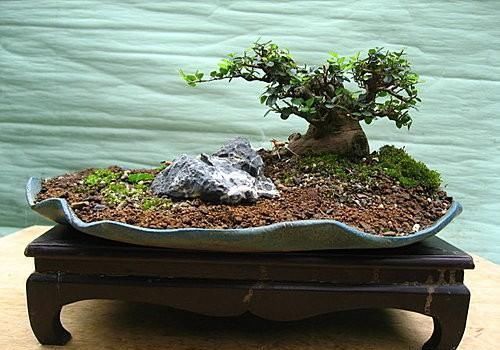 矮霸雀梅养桩到成型——岭南盆景“截干蓄枝”技法全记录！