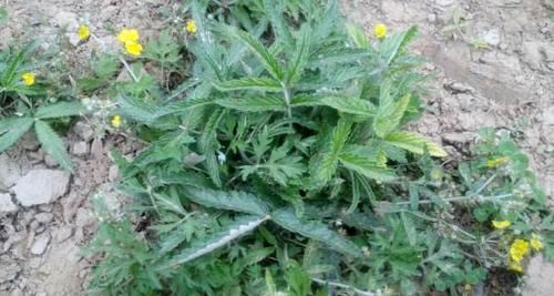  良药■这野草，被称为“小鸡腿”，是“外伤、腹泻”的良药，农