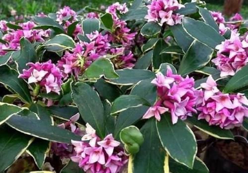  家里■比香水还好闻的几种花，花美还提神，家里养1盆，异味全吸没