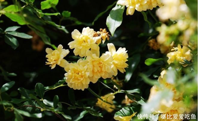 『花小』黄木香花花朵朵,花小无味装饰美