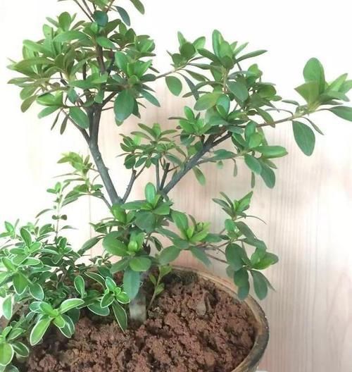 『提高』想要提高花草'抵抗力'?就自制花肥吧,5招保管啥肥都不缺