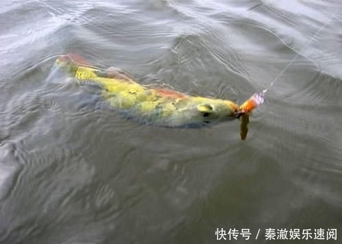  #拼命#以美丽凶悍著称的孔雀鲈，遇见鱼饵拼命追，想钓点别的鱼都困难