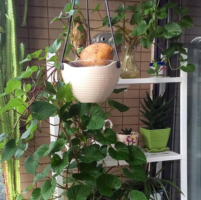  绿萝■这种植物比绿萝还美，阳台种一棵疯长一片，叶子比肉还好吃