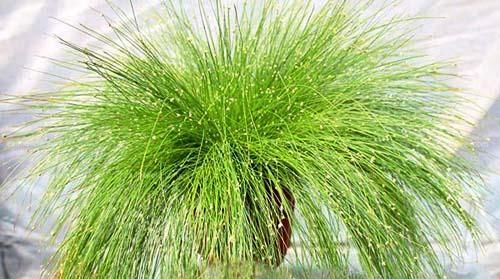  姑娘说：把阳台的盆栽换成这些，阳台颜值直线提高！