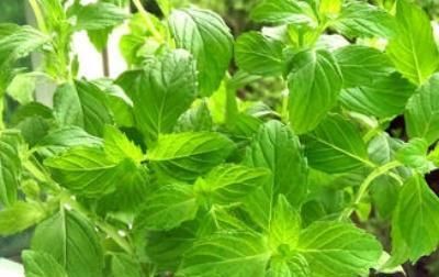  『芳香』此花，是一种有特种经济价值的芳香作物。