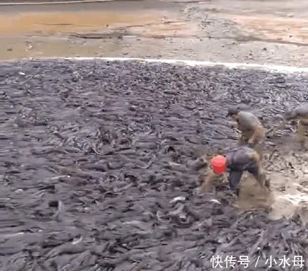 农民把鱼塘抽干水后, 全是这种鱼, 让人忍不住头皮发麻