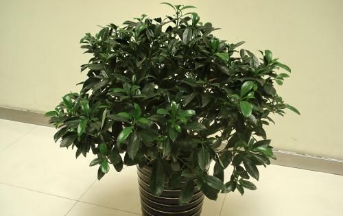  『虎皮兰』卫生间湿气、臭味重，这“5种”绿植轻松助你解决问题！