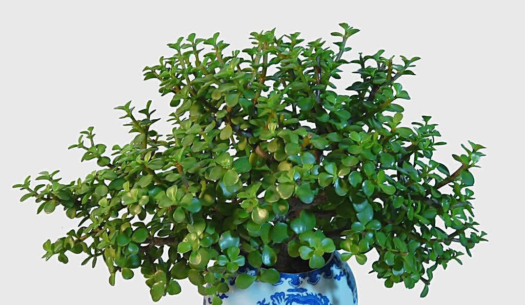  #金枝玉叶#金枝玉叶养的总掉叶？用这1个方法，枝条繁密长更旺！