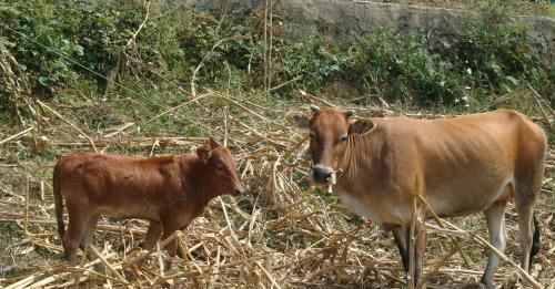 养黄牛成本不高，为啥养的人却很少呢？专家不懂农民的苦衷！