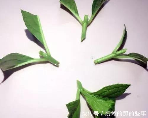 次水就行@阳台变花园,8种花现在养,半个月就爆满阳台,长的飞快花也多