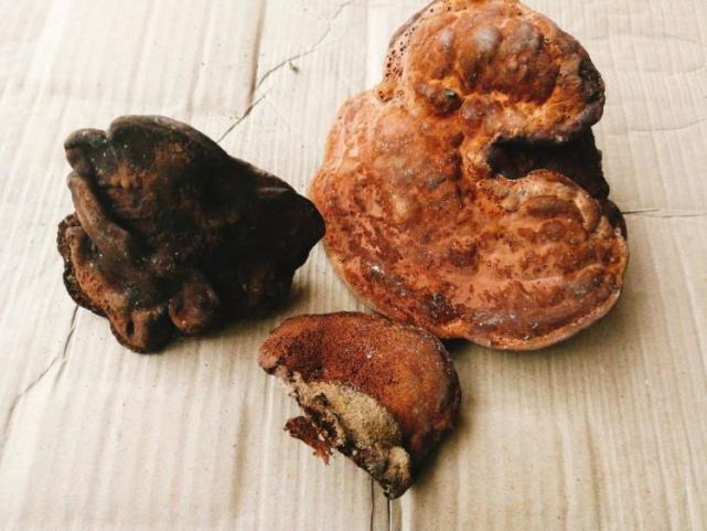  「棺材」以前农村土葬，出现的“棺材菌”是什么东西？专家：无