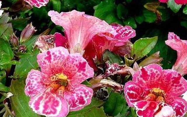 「奇异」奇异美丽的猴面花,春天扦插嫩枝,成活后从春到秋开花不断