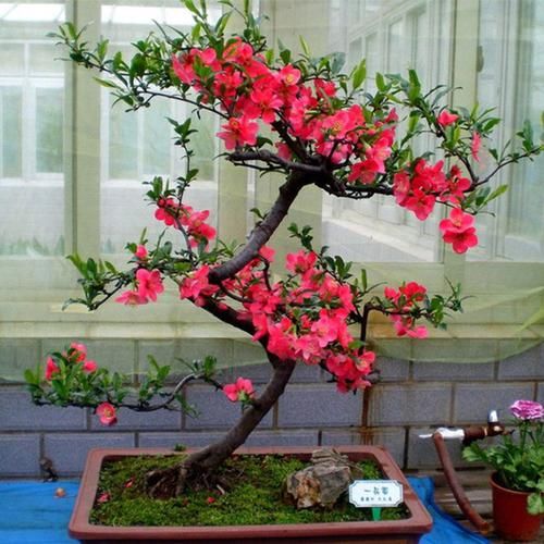  #海棠花#江苏发现一户人家庭院，真叫一个妙！瞧这配置，舒适雅致又宜人