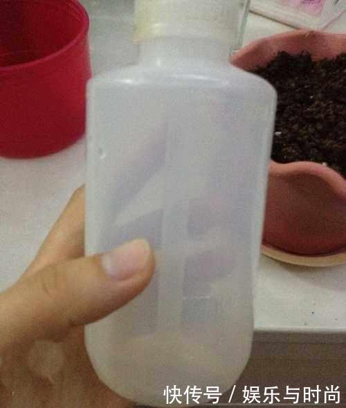  『花钱买』还在花钱买盆栽用半个火龙果，就可以种出这么漂亮的盆栽绿植！