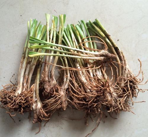 #种子#冬天阳台种什么菜?这“2种”,耐寒好养收获多,吃完一茬又一茬