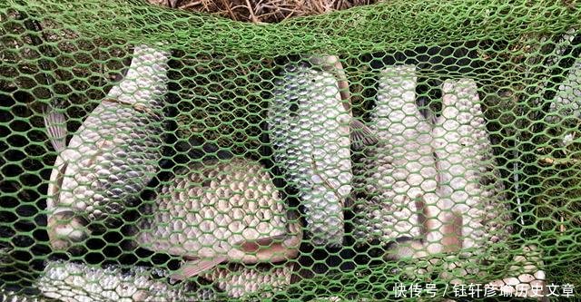  『摄影师』古稀老人爱垂钓，芦苇塘边一坐一天，说能不能钓到鱼并不重要