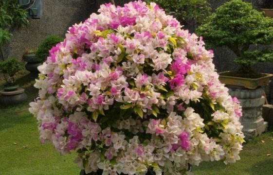  【适合】新手养花就养一盆“百变红樱”，颜色变化多端，花期长适合盆栽养
