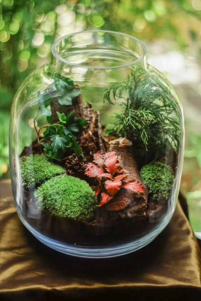 『布置在玻璃』在玻璃容器里布置的植物景观，栽培这些植物，都是很容易照顾的