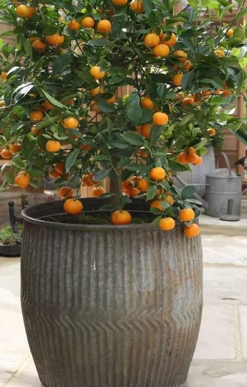  『品种』14种盆栽水果植物，谁说阳台只能种菜种花？