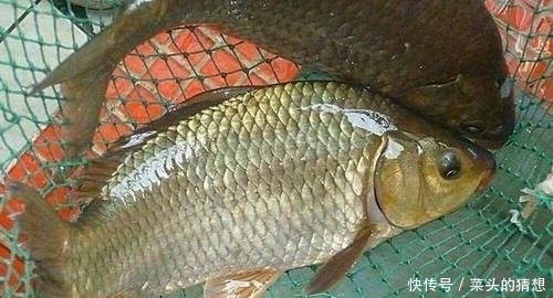 【玉米】别人用玉米钓鲤鱼连竿,自己这里却没有口,原来问题出现在这里!