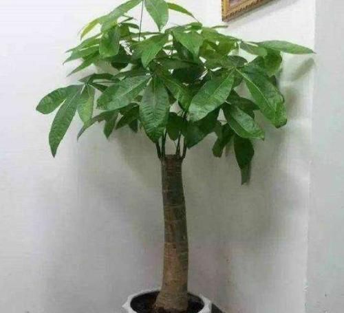  「长得非常」客厅养上4种花，好养又大气，叶片四季翠绿，还能净化空气