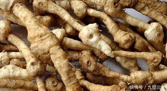  「见过」过去野外常见的一种植物，如今浑身是宝，不少农民靠种