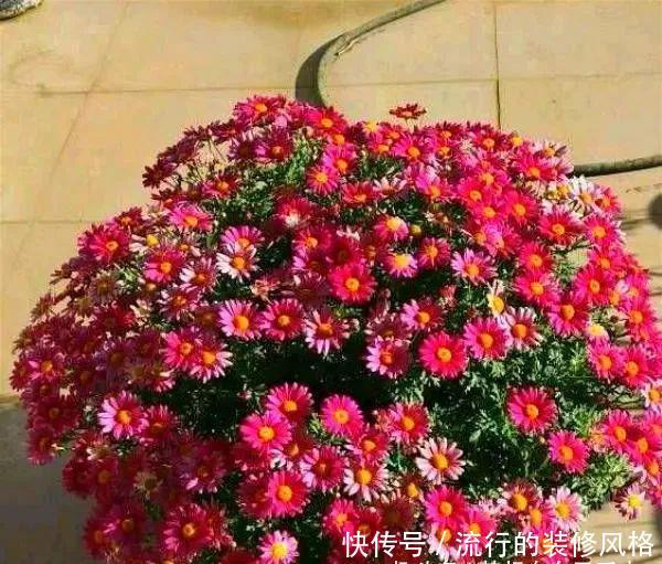 『剪枝』4种盆栽花,“剪枝越狠”开花越容易爆,家里有的话现在就剪
