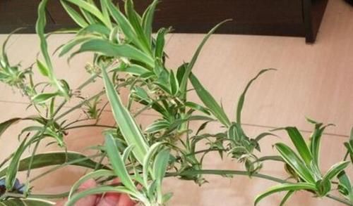  呼呼：养吊兰要学会3招,小吊兰呼呼长,小白花直冒1